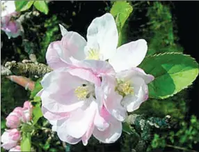  ??  ?? The apple blossom was adopted as the Arkansas State Flower by the General Assembly of 1901. Apple blossoms have pink and white petals and green leaves.