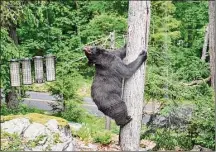  ?? Tina Heidrich/Contribute­d Photo ?? A black bear was spotted climbing up a tree on Carmen Hill Road in Brookfield last year.