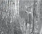  ?? PHOTO BY AARON J HILL FROM PEXELS ?? Ohio hunters nearly doubled last year’s first-day take during the statewide gun week by registerin­g 21,754 whitetails Monday.