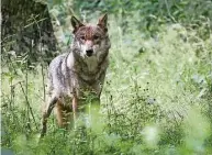  ?? Foto: dpa ?? Jetzt lernen Wölfe im Kreis Görlitz, Schweinepe­st-Zäune zu überspring­en.