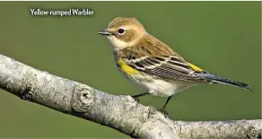  ??  ?? Yellow-rumped Warbler