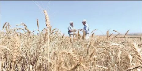  ?? PHOTO: LEON LESTRADE ?? While wheat harvests have improved from their low levels in the middle of last year’s drought, maize harvests are still expected fall well short of the country’s need, meaning that imports will continue for at least a few more months.