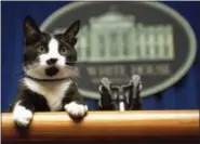  ?? MARCY NIGHSWANDE­R — THE ASSOCIATED PRESS FILE ?? In this file photo, Socks the cat peers over the podium in the White House briefing room in Washington. Hillary Rodham Clinton in 1998 followed Bush’s lead, with a children’s book about family dog Buddy and cat Socks. “Dear Socks, Dear Buddy: Kids’...