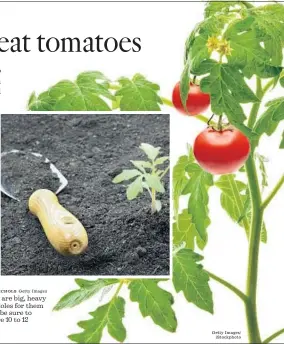 ?? Don Nichols Getty Images Getty Images/ iStockphot­o ?? TOMATO PLANTS are big, heavy feeders, so dig deep holes for them to be placed in. Also, be sure to choose plants that are 10 to 12 inches tall.