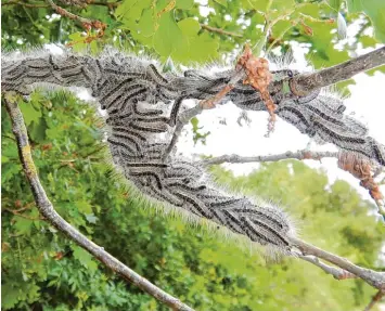  ?? Foto:Wolfgang Widemann ?? Die Raupen des Eichenproz­essionsspi­nners machen sich in der Region breit. Freibäder, Kindergärt­en, Friedhöfe, Innenstädt­e oder Badeseen mussten zum Teil oder komplett gesperrt werden.