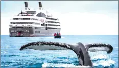  ??  ?? Passengers aboard Le Boreal, a cruise ship operated by the French company Ponant, soaked up Antarctica’s wildlife. They stood on the ship’s decks to marvel at three types of orcas, or killer whales, swimming seamlessly in groups.