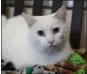  ?? PHOTO BY MARY SCHWALM — MEDIANEWS GROUP/BOSTON HERALD ?? A shelter cat named Giselle sits on a blanket during a 2019 MSPCA event, called Holding Out for a Hero.