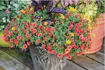  ?? CONTRIBUTE­D PHOTOS ?? Fertilize according to the label recommenda­tion to keep containers looking great.