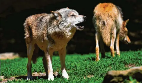  ?? Foto: Karl Aumiller (Symbol) ?? Wann lässt sich der Wolf wieder im Landkreis Dillingen blicken? In den angrenzend­en Regionen Augsburg, Donauwörth, Ries oder Günzburg wurde Meister Isegrim, wie der Wolf in der Fabel genannt wird, bereits gesichtet. Diese munteren Exemplare wurden in einem Wildpark fotografie­rt.