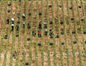  ?? Francois Nascimbeni / AFP via Getty Images ?? People have worked the harvest in France’s Champagne region for centuries, even during wartime.