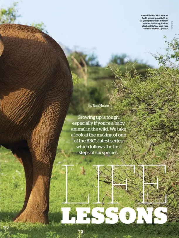  ??  ?? Animal Babies: First Year on Earth shines a spotlight on six youngsters from different species, including African elephant Safina, seen here with her mother Cyclone.