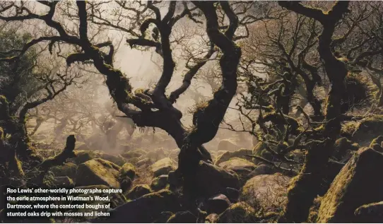  ??  ?? Roo Lewis’ other-worldly photograph­s capture the eerie atmosphere in Wistman’s Wood, Dartmoor, where the contorted boughs of stunted oaks drip with mosses and lichen