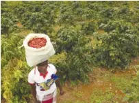  ?? AP PHOTO/TSVANGIRAY­I MUKWAZHI ?? A woman carries harvested coffee beans on her head in August 2019 at a coffee plantation in Mount Gorongosa, Mozambique. When the Federal Reserve raises interest rates — as it did Wednesday — the impact doesn’t stop with the United States The fallout can be felt beyond America’s borders.