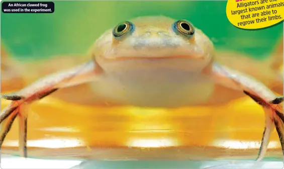  ?? ?? An African clawed frog was used in the experiment.