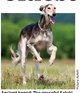  ??  ?? Ancient breed: The graceful Saluki