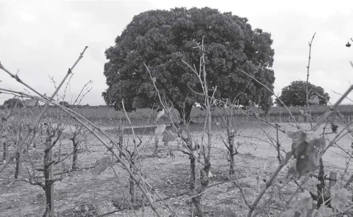  ?? Fotos: Lena Kuder ?? Steineiche­n, Rothühner und Reben: Auf 83 Hektar baut die Bodega Dehesa de Luna nahe Albacete Wein an.