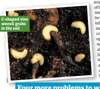  ??  ?? C-shaped vine weevil grubs in the soil