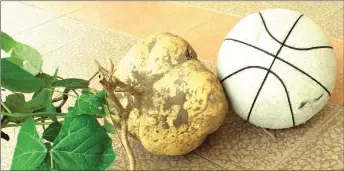  ??  ?? A sengkuang can grow to the size of a basketball.