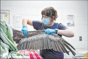  ?? Ariana Gastelum TNS ?? Bird Rescue’s Kadi Erickson in Los Angeles exams one of the more than 100 brown pelicans in care. Some of the birds are arriving with fractures and many are emaciated.