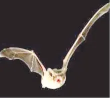  ?? VANCOUVER SUN ?? Brazilian free-tailed bats have been clocked flying at speeds of up to 160 kilometres an hour.