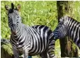  ?? Foto: dpa ?? Die Streifen der Zebras sind schön und praktisch.