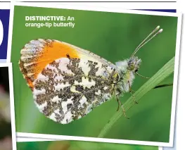  ??  ?? distinctiv­e: An orange-tip butterfly