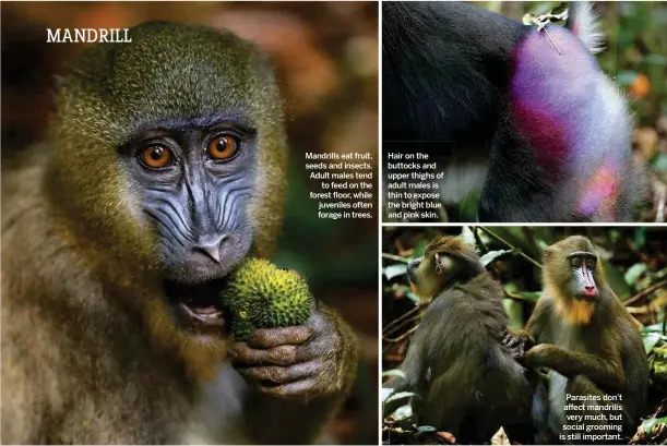  ??  ?? Mandrills eat fruit, seeds and insects. Adult males tendto feed on the forest floor, while juveniles often forage in trees. Hair on the buttocks and upper thighs of adult males is thin to expose the bright blue and pink skin. Parasites don’t affect mandrills very much, but social grooming is still important.