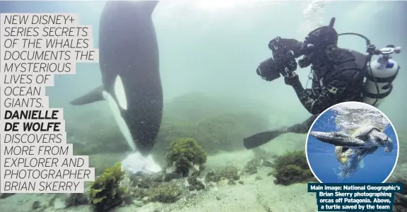  ??  ?? Main image: National Geographic’s Brian Skerry photograph­ing orcas off Patagonia. Above, a turtle saved by the team