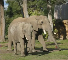  ?? GARY KAZANJIAN/AP ?? Mabu, right, a 32-year-old male African elephant, walks with a female companion in an open roaming area reserved for the animals in January at the Fresno Chaffee Zoo in Fresno, California.