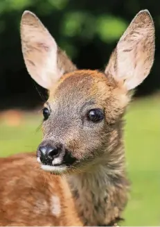  ?? FOTO: ARCHIV ?? Rehkitze verlieren in der Erntezeit ihren Schutz, den sie sich in den Feldern suchen Darum bittet der Hegering die Hundehalte­r, ihre Tiere anzuleinen.