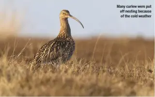  ??  ?? Many curlew were put off nesting because of the cold weather
