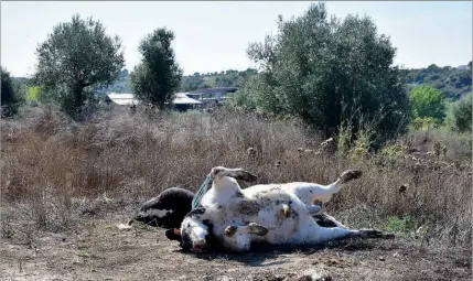  ??  ?? Habitantes de São Vicente do Paul não entendem porque razão o gado morto não é depositado noutro local