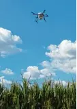  ?? Foto: Ralf Engel ?? Eine Drohne wirft Schlupfwes­peneier auf das Feld.