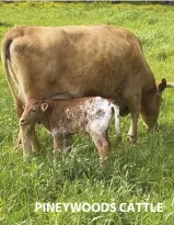  ??  ?? PINEYWOODS CATTLE