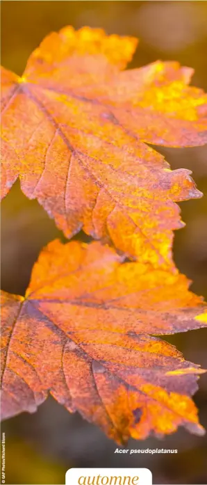  ?? ?? automne Acer pseudoplat­anus