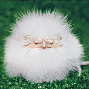  ??  ?? Cotton
bud This frogmouth chick, with the look of a Furby and named Fluffy, hatched at Vogelpark Olching Bird Park in Munich.