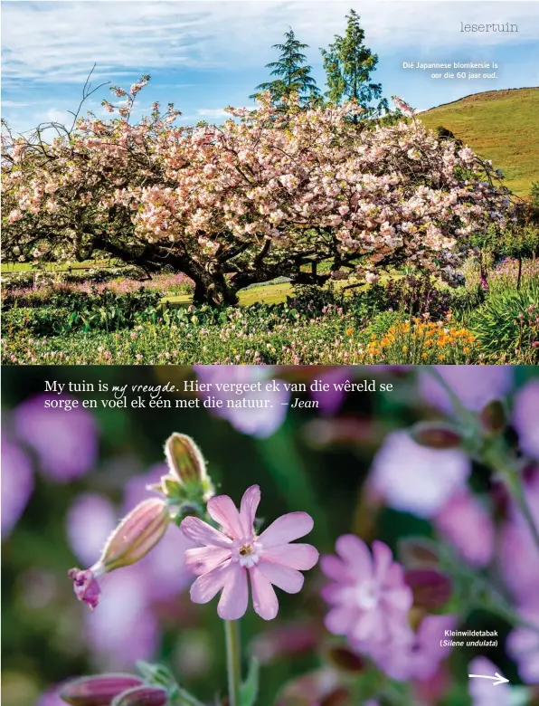  ??  ?? Dié Japannese blomkersie is oor die 60 jaar oud. Kleinwilde­tabak (Silene undulata)