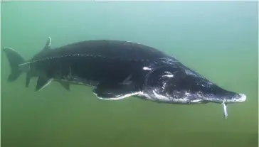  ??  ?? Photo ci-dessus : La mer Caspienne abrite la population la plus élevée au monde de grand esturgeon Bélouga, et bien qu’elle soit déclinante, leurs oeufs consommés sous forme de caviar constituen­t un enjeu économique important pour les pays riverains. (© Shuttersto­ck/ Rostislav Stefanek)