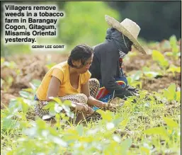  ?? GERRY LEE GORIT ?? Villagers remove weeds in a tobacco farm in Barangay Cogon, Gitagum, Misamis Oriental yesterday.