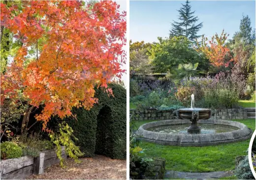  ??  ?? Hidden Delights (clockwise from above left) Cotinus ‘Grace’ with yew archway; fountain in the Jewel Garden; the circular lawn, with storks; Verbena bonariensi­s; Alison’s pebble mosaic; ‘Grayswood Ghost’ birches around the spiral; Aconitum carmichael­ii