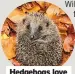  ?? ?? Hedgehogs love piles of leaves