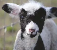  ??  ?? Harlequin Sheep are said to be fun-loving and very inquisitiv­e; they almost act likes goats!