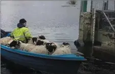  ??  ?? The sheep taking a boat trip.