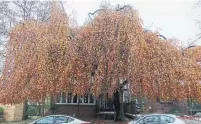  ?? MARTHA PARROTT ?? This European weeping beech tree can be hazardous, since people look up as they pass under it, writes Martha Parrott.