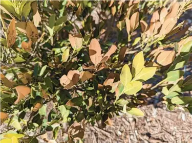  ?? MIRI TALABAC ?? A distylium’s winterburn may be the result of being planted in an area where it is exposed to winds.