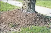  ?? [DIANA LOCKWOOD/FOR THE DISPATCH] ?? A classic “mulch volcano” is piled high around a tree trunk, which risks causing lasting damage.