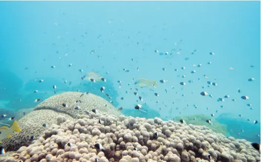  ?? AP ?? Fish swim near some bleached coral at Kisite Mpunguti Marine park, Kenya, in this June 2022 photo.