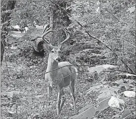  ?? [GARY KIEFER/DISPATCH] ?? This buck was in the urban environmen­t of Clintonvil­le’s Walhalla Ravine last month.