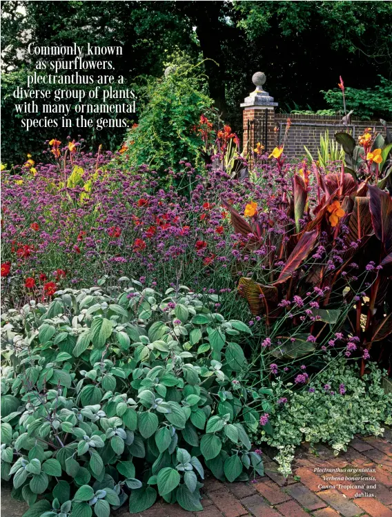  ??  ?? Plectranth­us argentatus, Verbena bonariensi­s, Canna ‘Tropicana’ and dahlias .