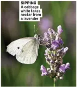  ??  ?? SIPPING
A cabbage white takes nectar from a lavender